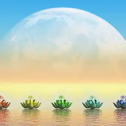 image of the transform of the lotus flower in different colours