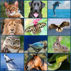 images of 12 animals to discover your personality