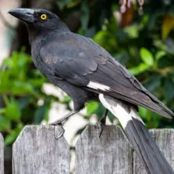 australian pied currawong standing on a fence, with a yellow eye, black wings and splashes of white on body and tale.