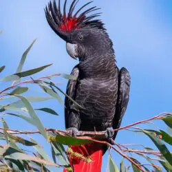 a red-tailed black cockatoo perched on a gum tree in australia